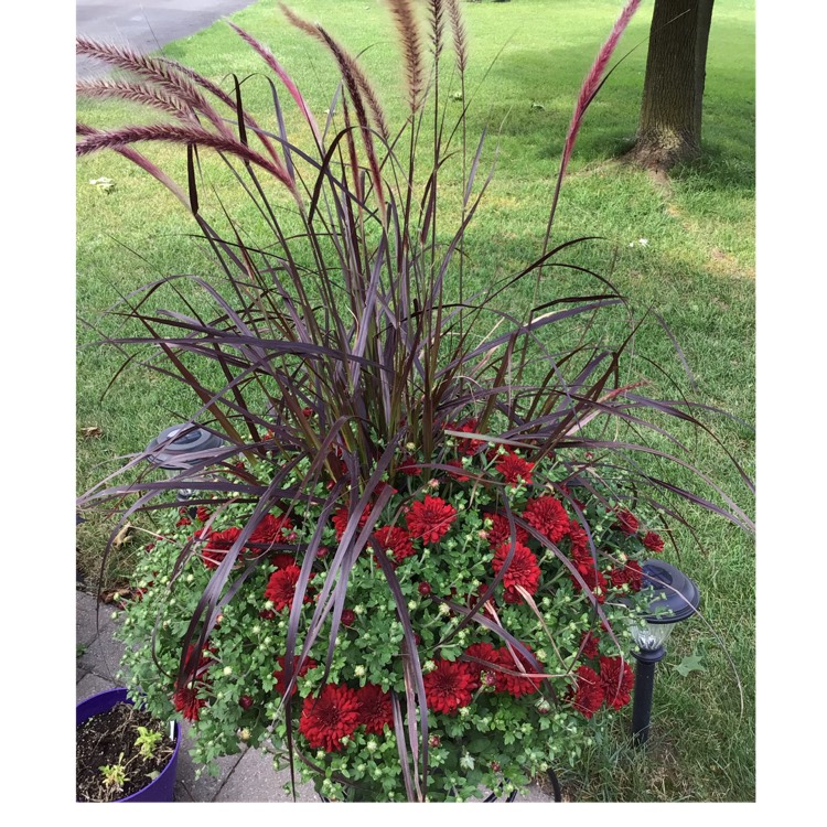 plant image 1532359