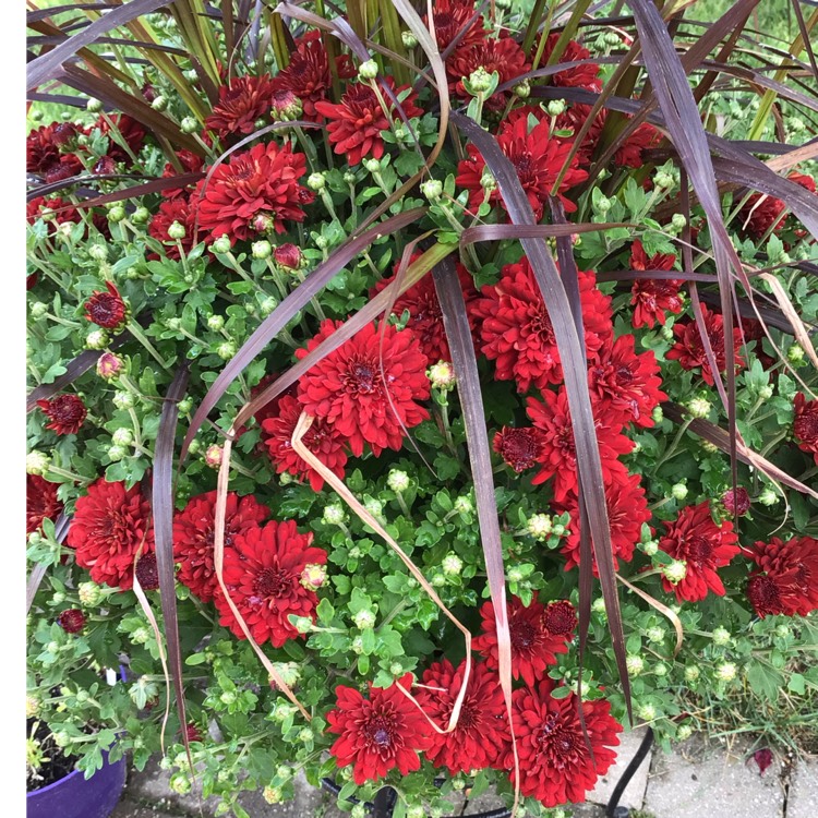 plant image 1533254