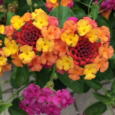 Lantana camara 'Pink Caprice'