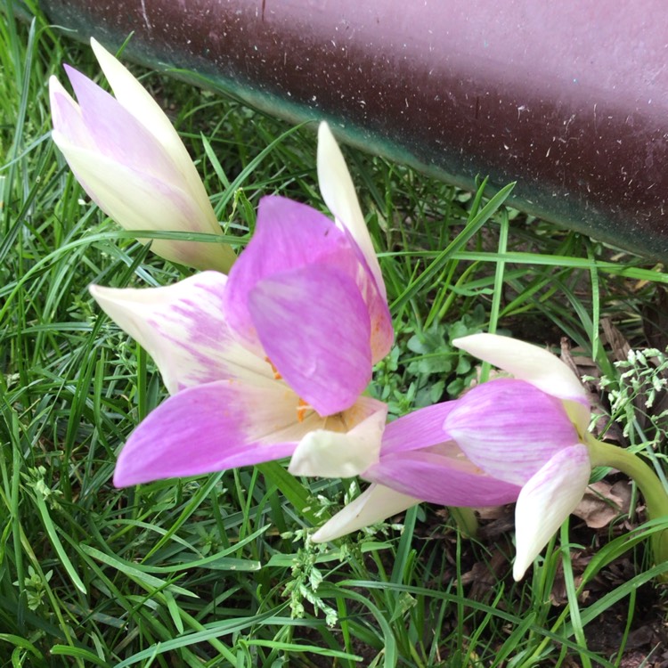 plant image 1534749 plant image 1534749