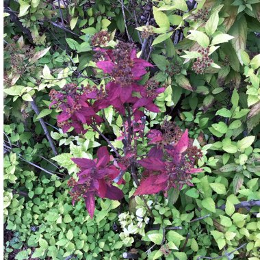 Spiraea japonica 'Goldmound'