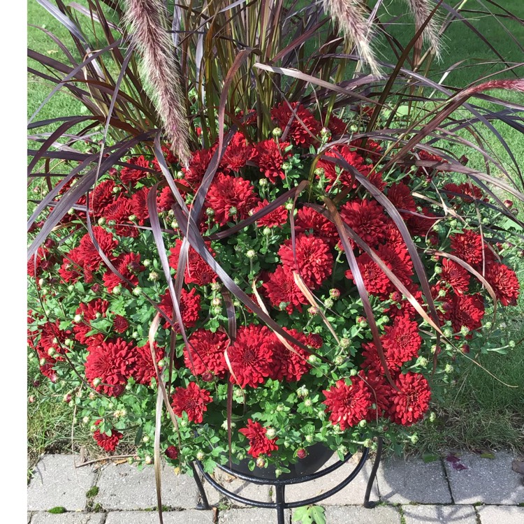 plant image 1535791