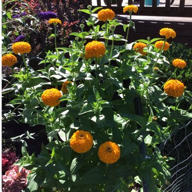 Zinnia elegans