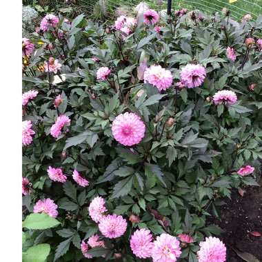 Dahlia (Border Varieties)