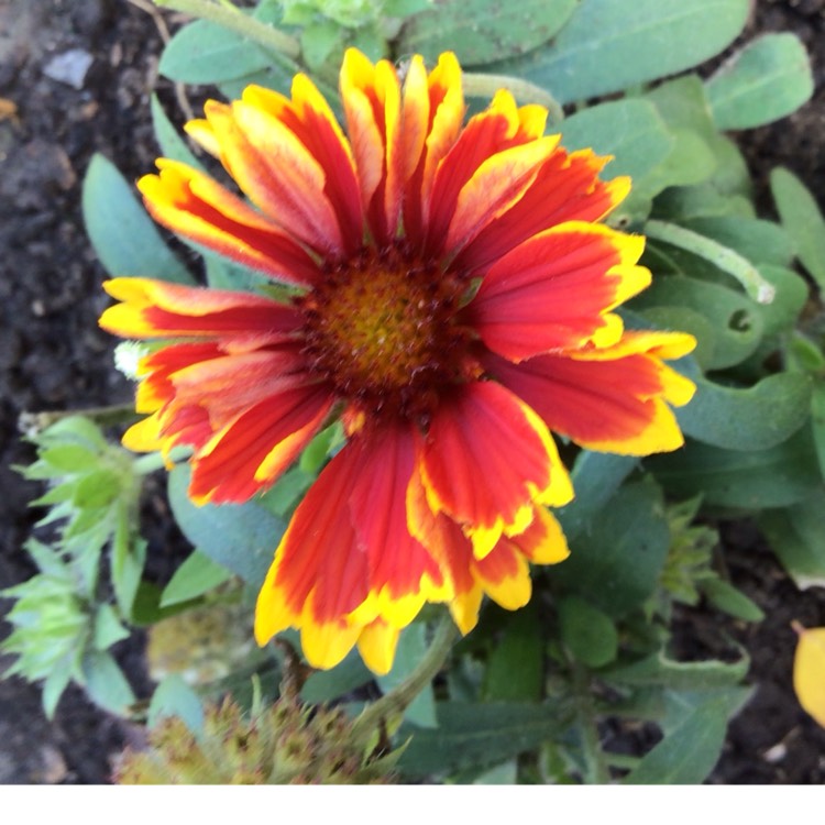 plant image 1538541 plant image 1538541