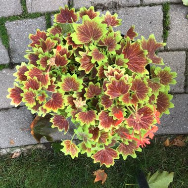 Pelargonium 'Vancouver Centennial'
