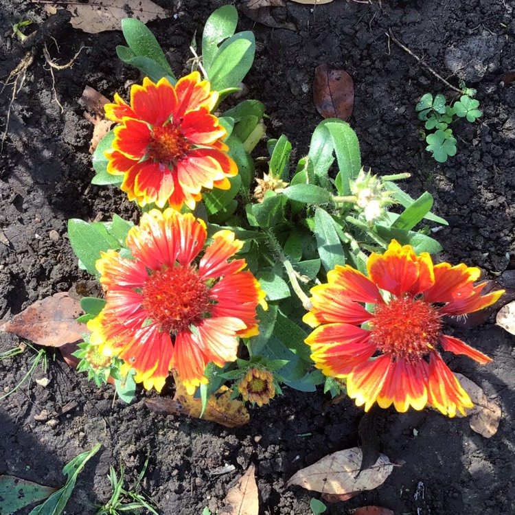 plant image 1540244 plant image 1540244