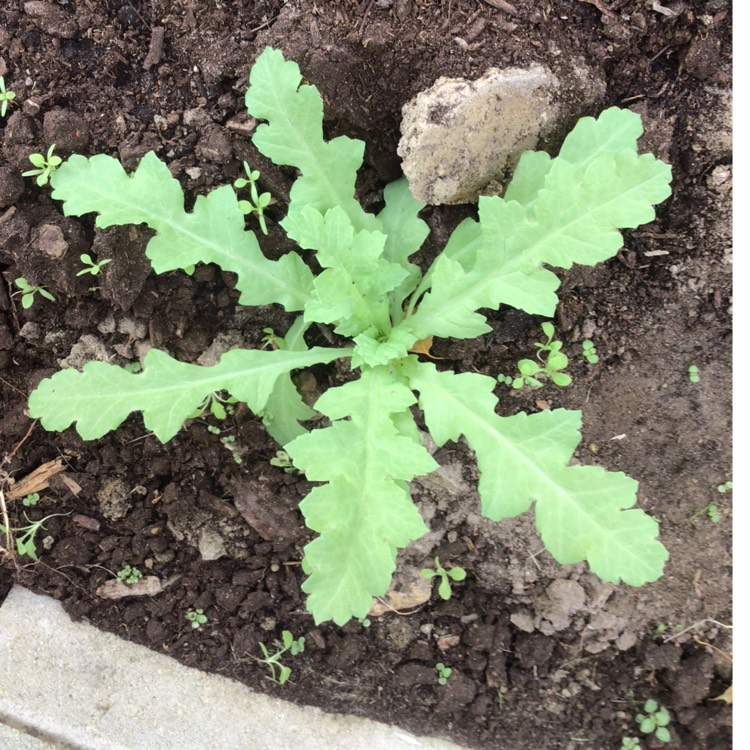 plant image 1542332