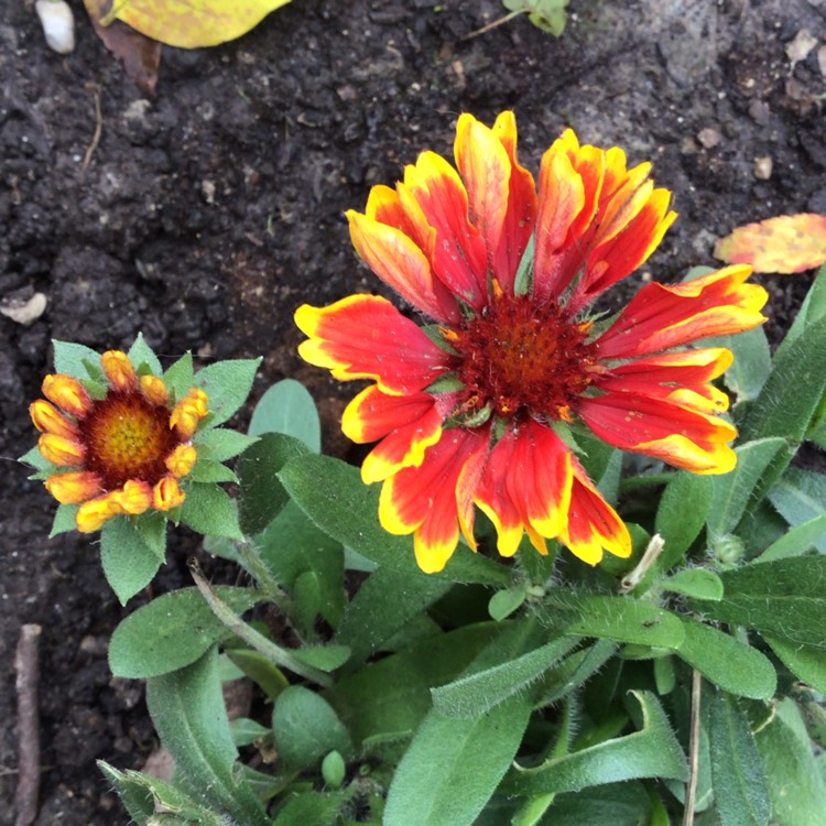 plant image 1543603 plant image 1543603