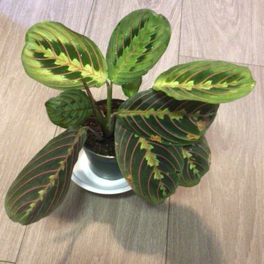 Maranta leuconeura 'Fascinator Tricolour'