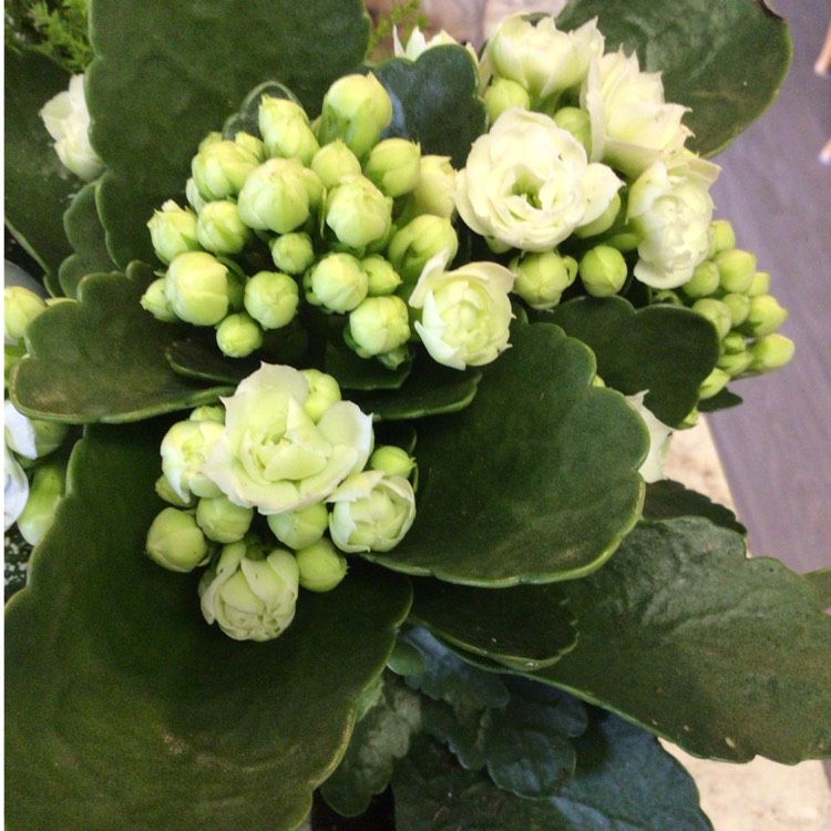 plant image 1550443 plant image 1550443