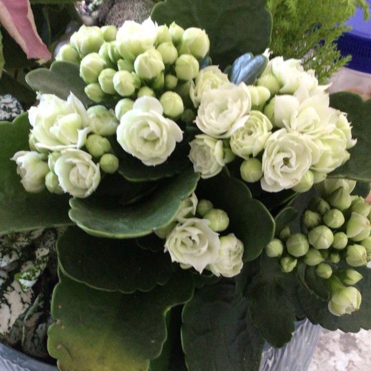 plant image 1552305 plant image 1552305