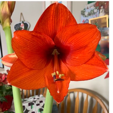 Hippeastrum (Galaxy Group) 'Red Lion'