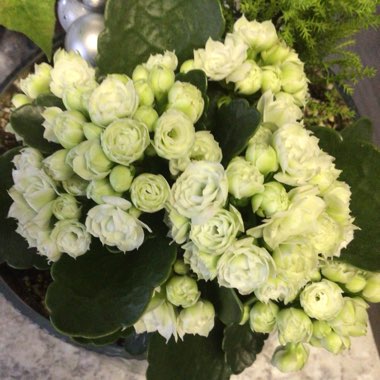 Kalanchoe blossfeldiana 'Double Flower Variety'
