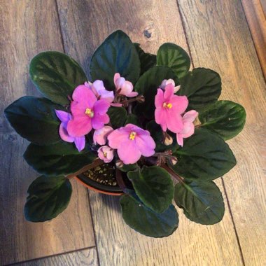 Streptocarpus sect. Saintpaulia  syn. Saintpaulia
