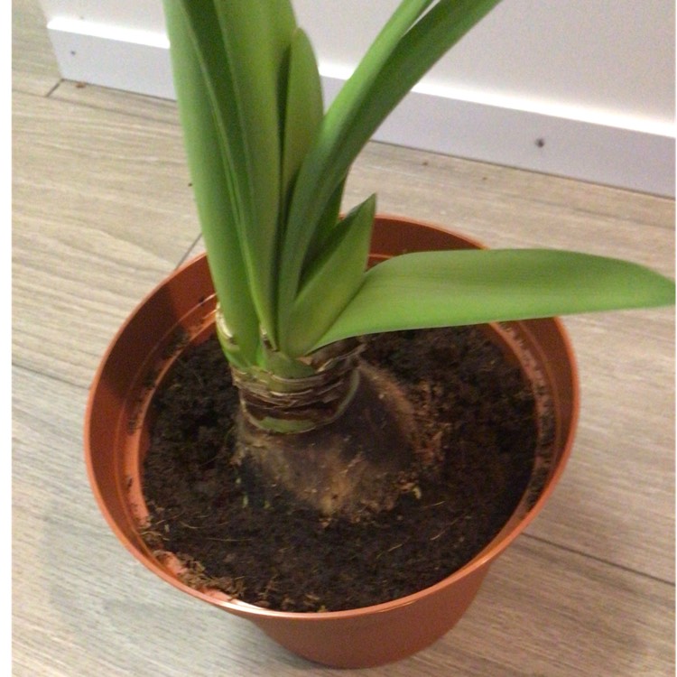 plant image 1555269 plant image 1555269