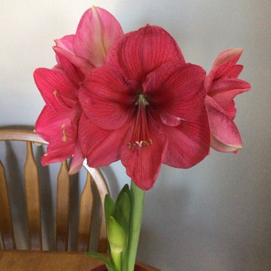 Hippeastrum (Galaxy Group) 'Apple Blossom'