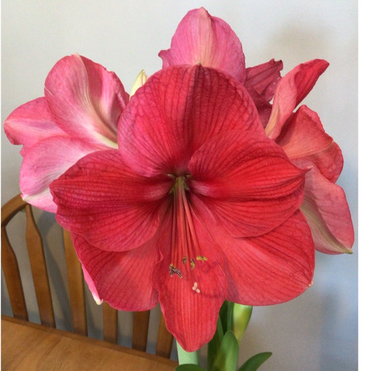plant image 1556715 plant image 1556715