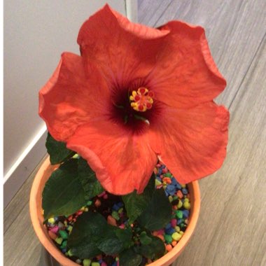 Hibiscus Rosa-Sinensis 'Hawaiian Punch'