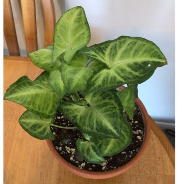 Syngonium podophyllum