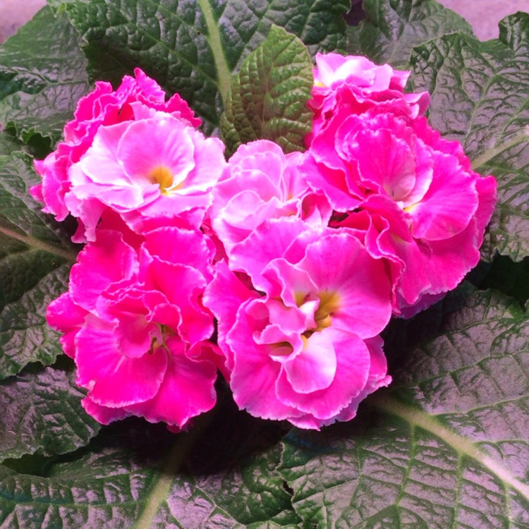 plant image 1558699
