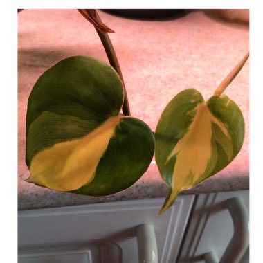Philodendron hederaceum var. oxycardium 'Brasil' syn. Philodendron hederaceum 'Brasil', Philodendron 'Brasil', Philodendron scandens 'Brasil'