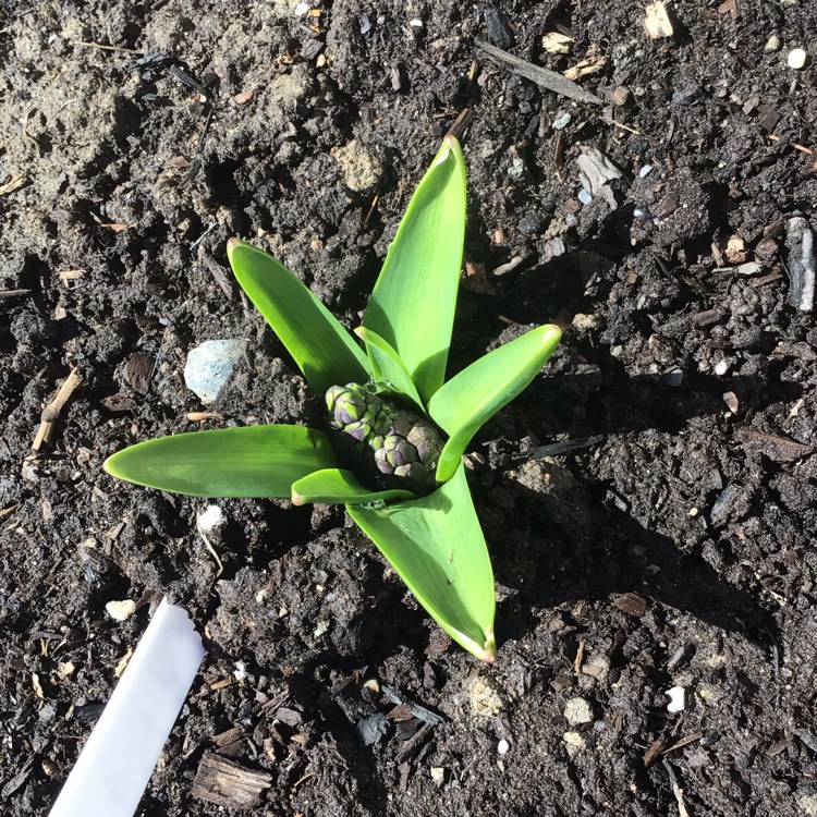 plant image 1577992 plant image 1577992