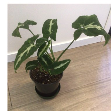 Syngonium wendlandii
