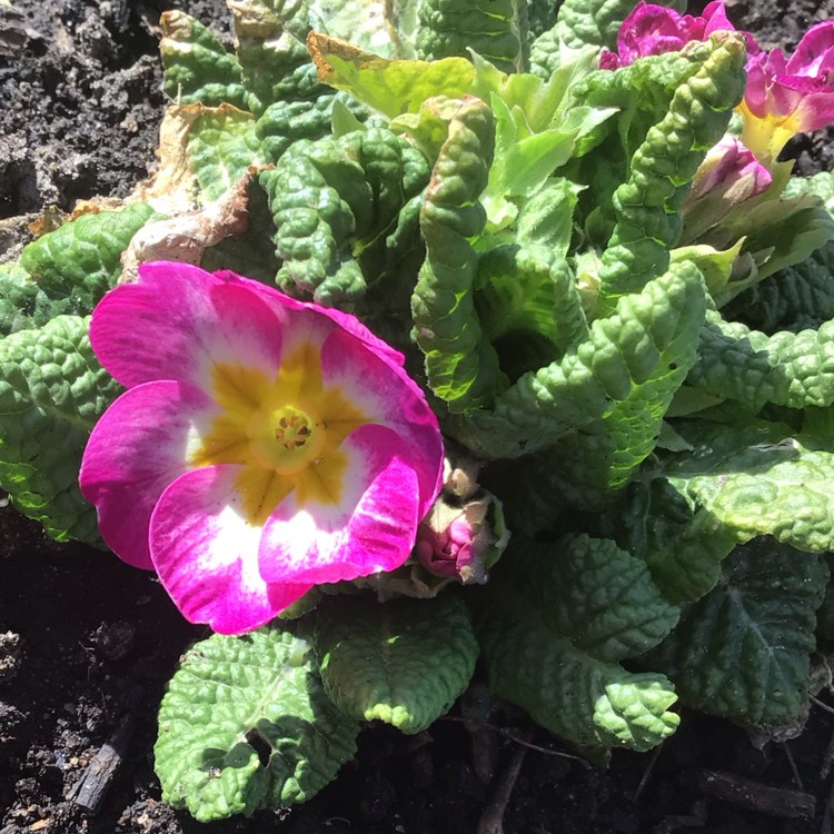 plant image 1578688