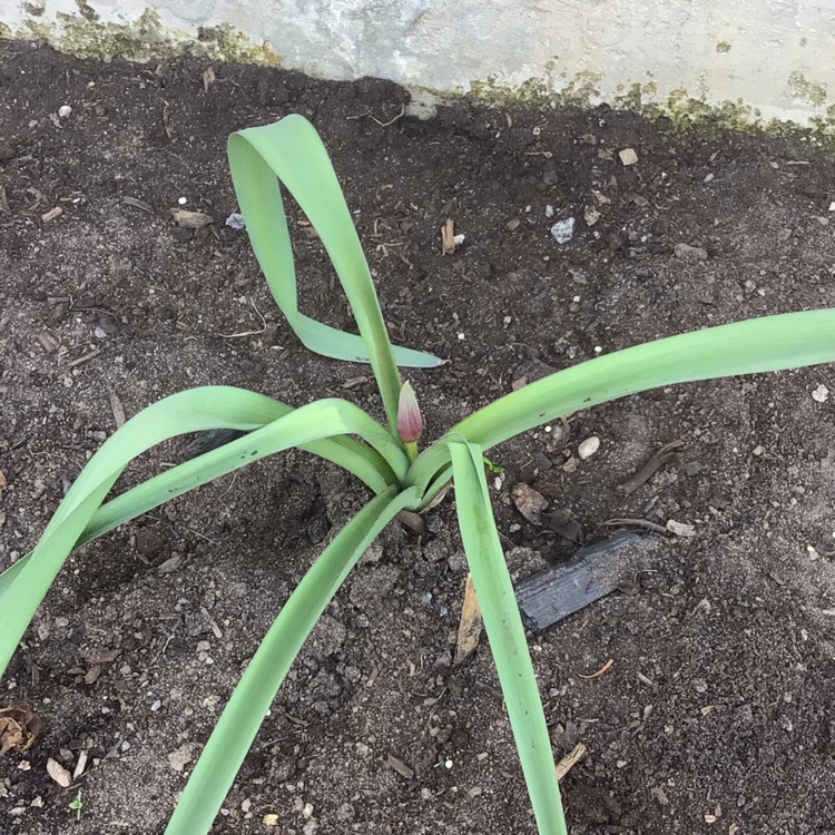 plant image 1578715 plant image 1578715