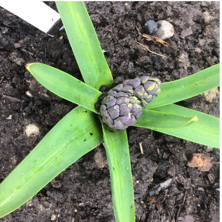 plant image 1579708 plant image 1579708