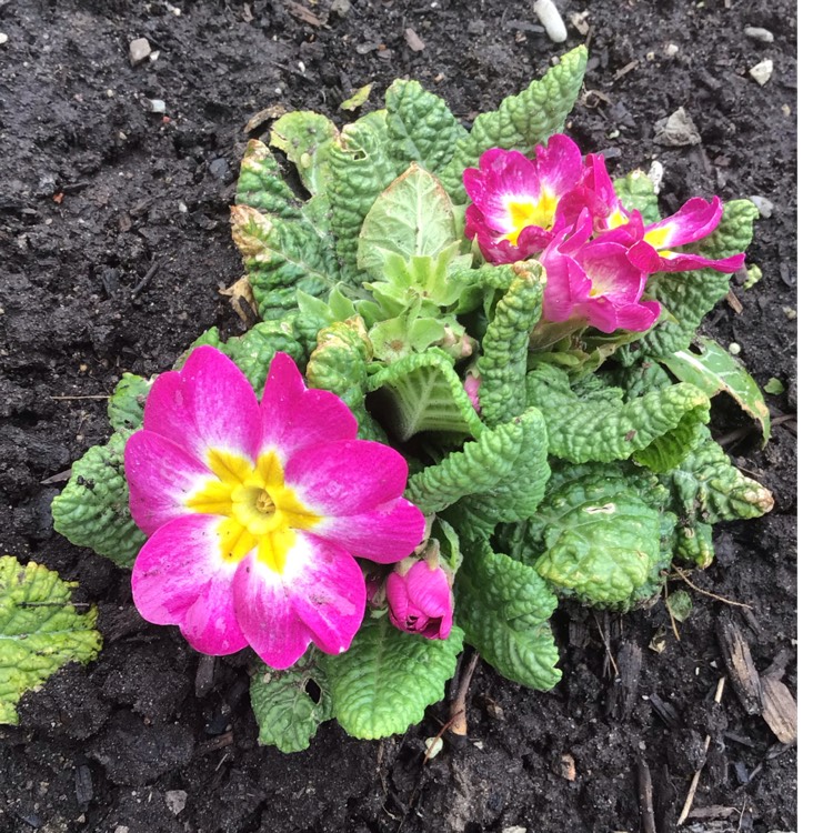 plant image 1579941