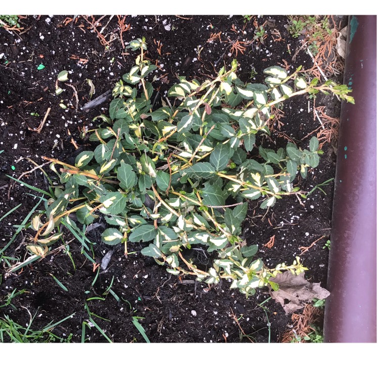 Plant image Euonymus alatus