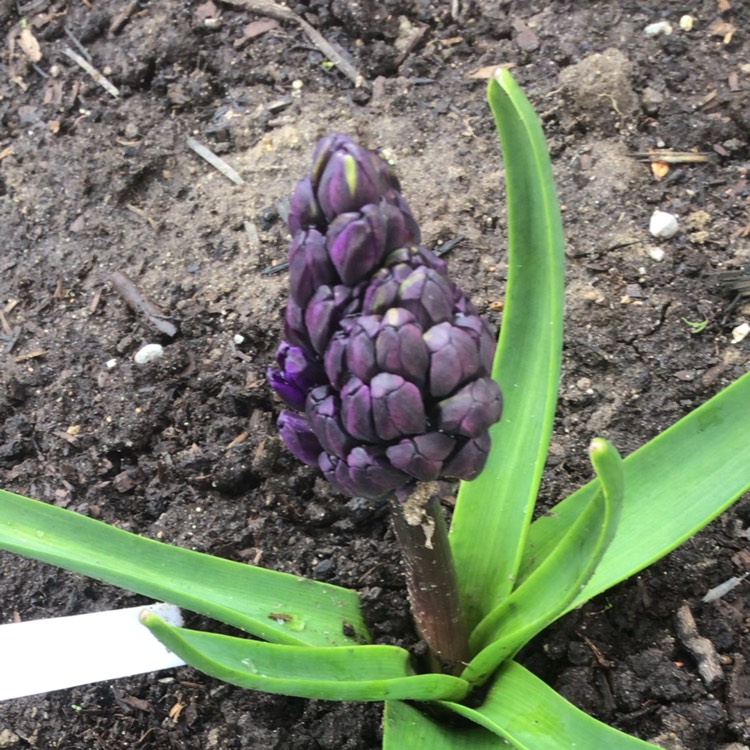 plant image 1582497 plant image 1582497