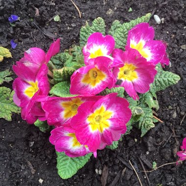 Primula