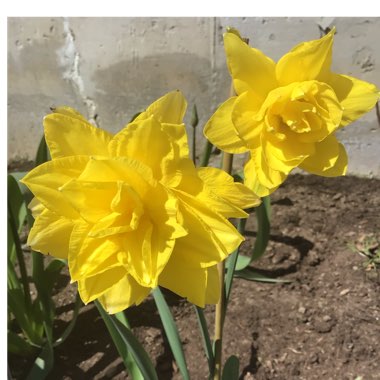 Narcissus 'Apotheose'