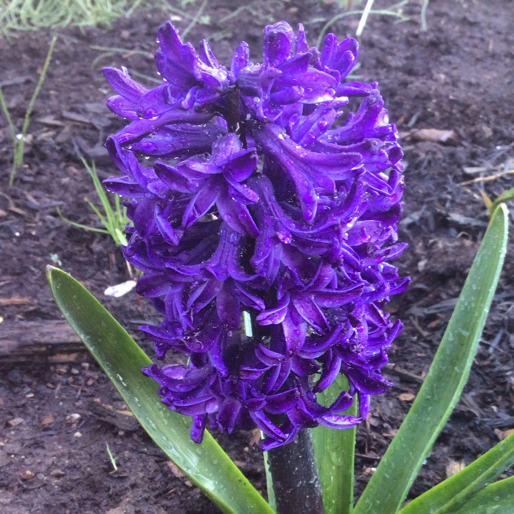 plant image 1584551 plant image 1584551