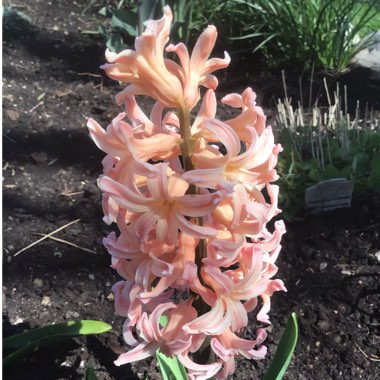 Hyacinthus orientalis 'Gipsy Queen'