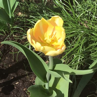 Tulipa