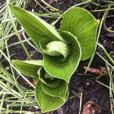 Hosta