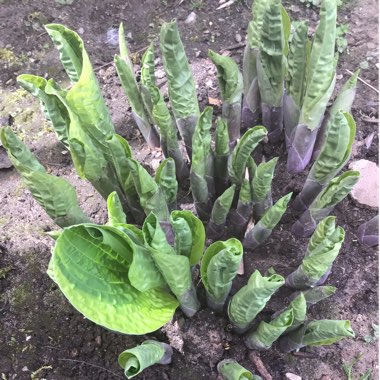 Hosta