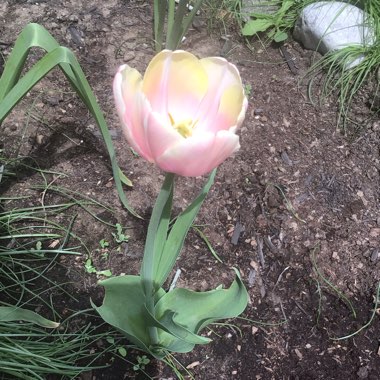 Tulipa