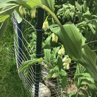 Polygonatum multiflorum