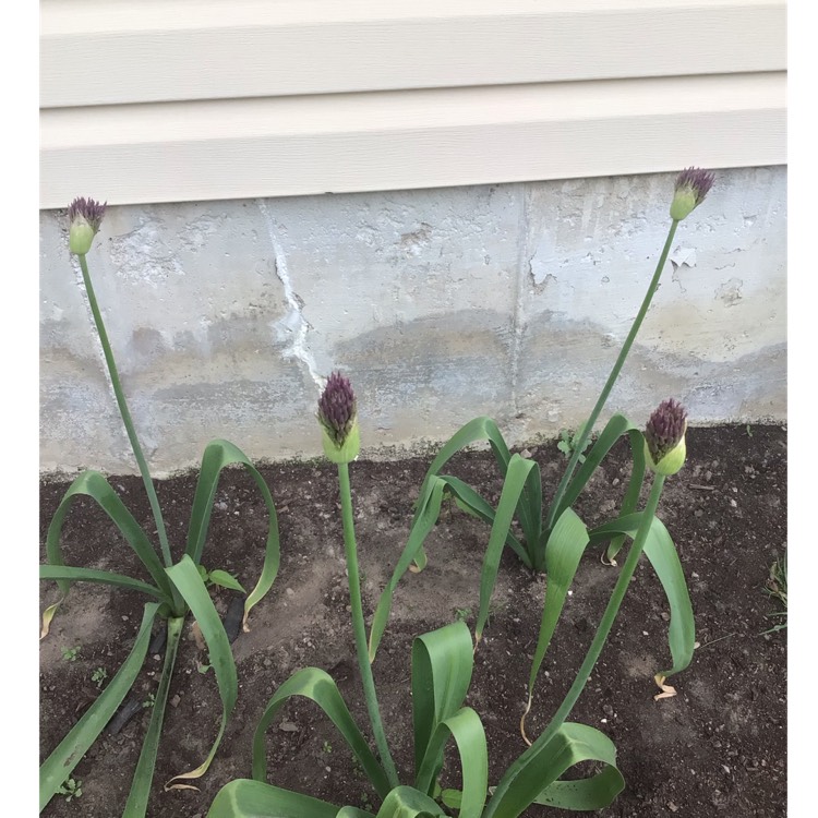 plant image 1590079 plant image 1590079