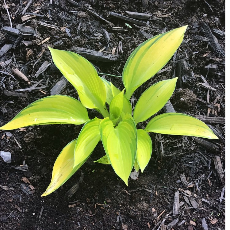 plant image 1590490 plant image 1590490