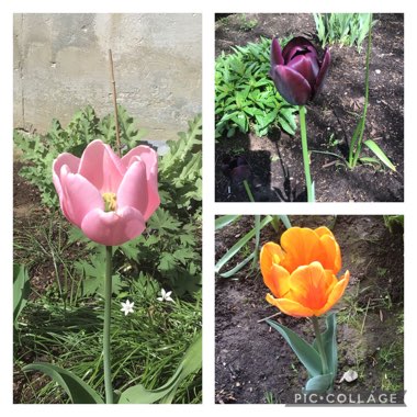 Tulipa 'Prinses Irene'