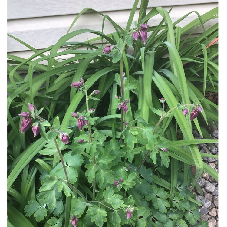 plant image 1592683 plant image 1592683