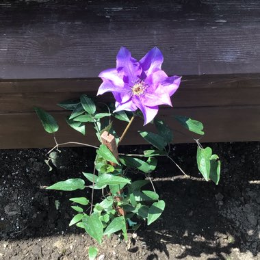 Clematis viticella 'The President'