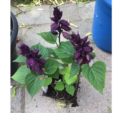 Salvia