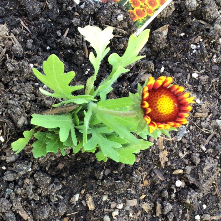 plant image 1596800 plant image 1596800